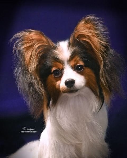 Cosmo — GCH Swallowtails Cosmic Dream