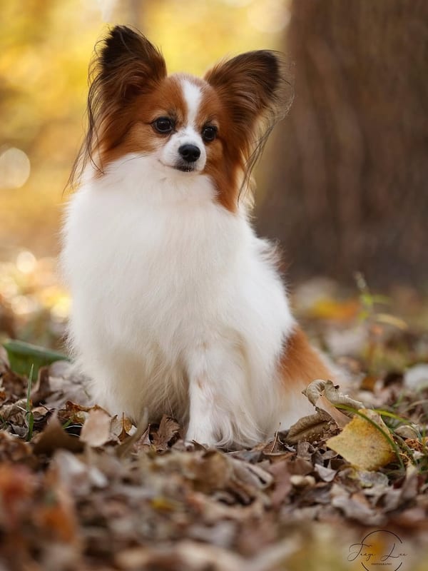 Happy Papillon dog